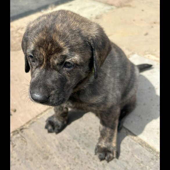 Labrador Retriever - Both