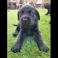 Labrador Retriever - Both
