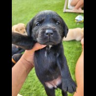 Labrador Retriever - Both