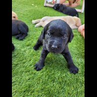 Labrador Retriever - Both