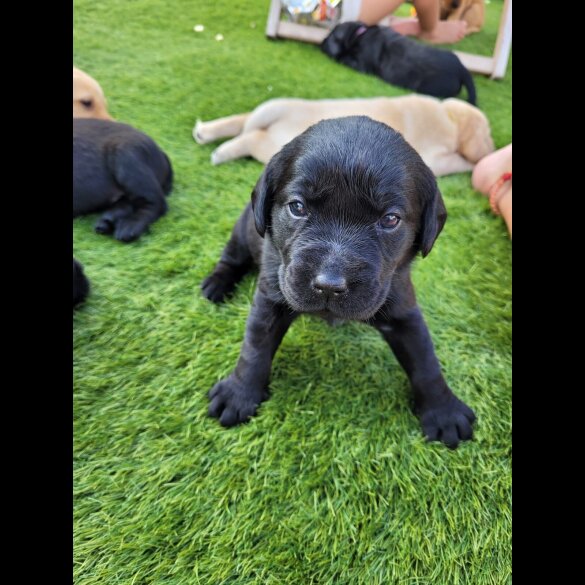 Labrador Retriever - Both