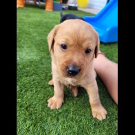Labrador Retriever - Both