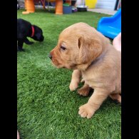 Labrador Retriever - Both