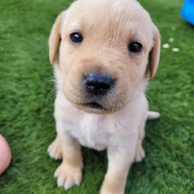 Labrador Retriever - Both