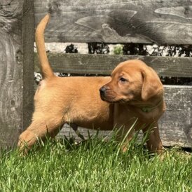 Labrador Retriever - Both