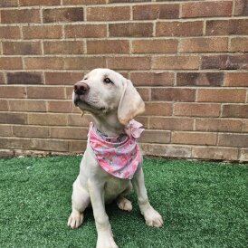 Labrador Retriever - Both