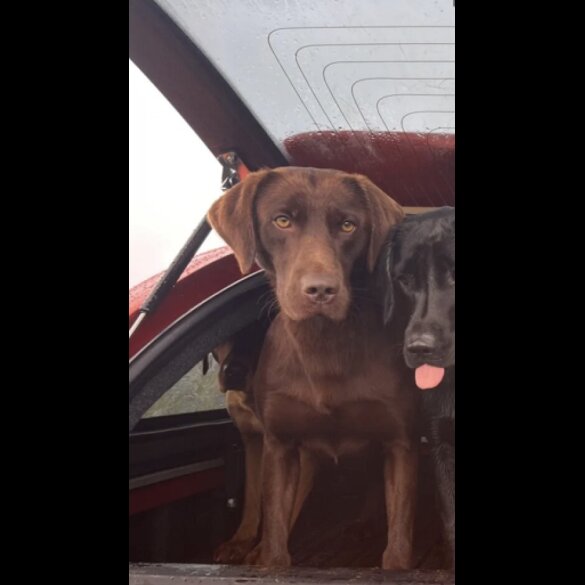 Labrador Retriever - Both