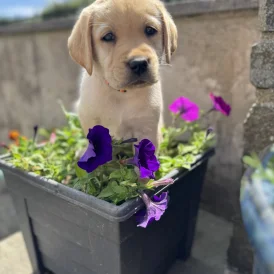 Labrador Retriever - Both