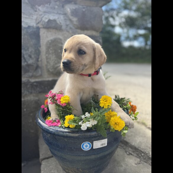 Labrador Retriever - Both