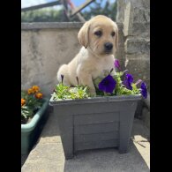 Labrador Retriever - Both