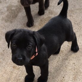 Labrador Retriever - Both