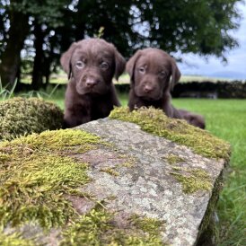 Labrador Retriever - Both