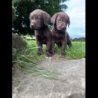 Labrador Retriever - Both