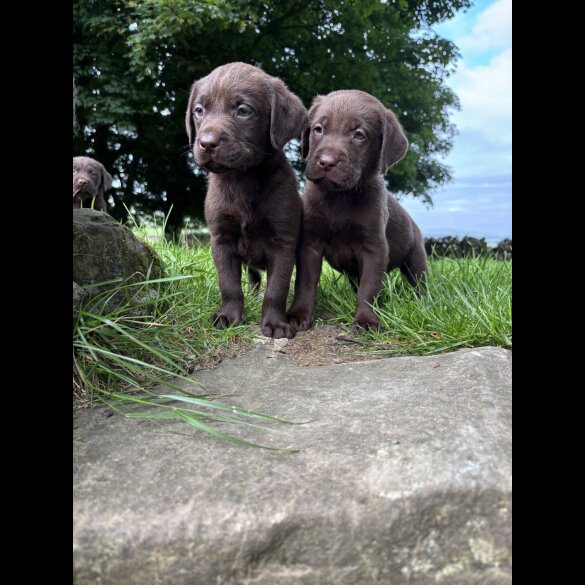 Labrador Retriever - Both