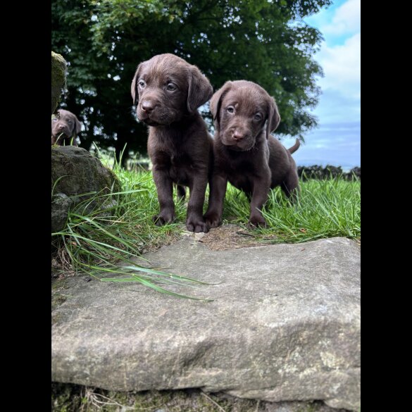 Labrador Retriever - Both