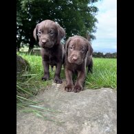 Labrador Retriever - Both