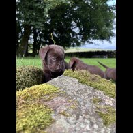 Labrador Retriever - Both