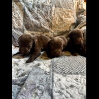 Labrador Retriever - Both