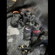 Mixed Breed - Both