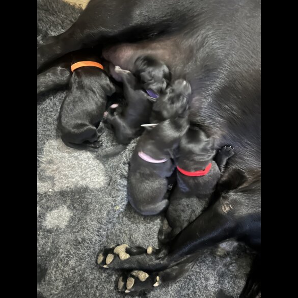 Mixed Breed - Both