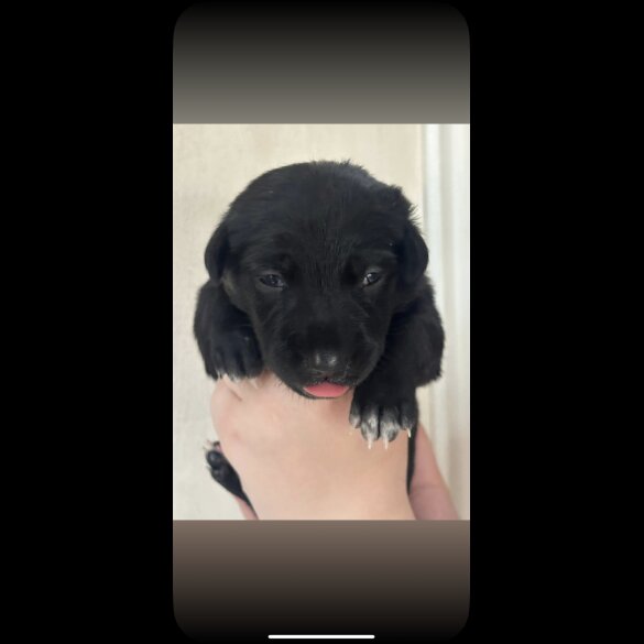 Mixed Breed - Both