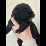 Mixed Breed - Both