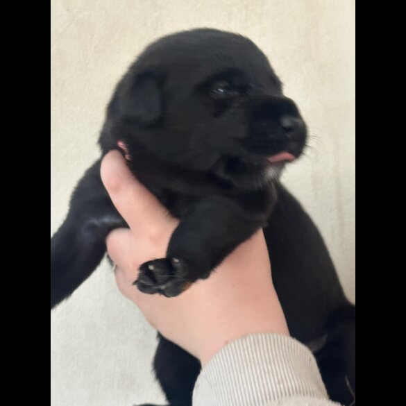 Mixed Breed - Both