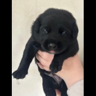 Mixed Breed - Both