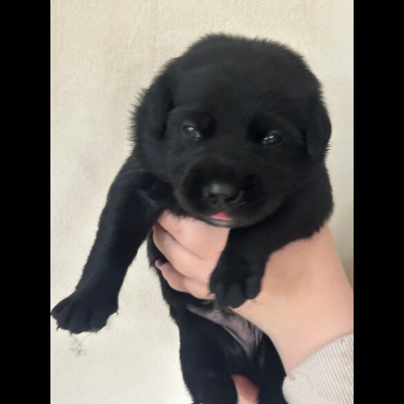 Mixed Breed - Both