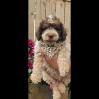 Lagotto Romagnolo - Bitches