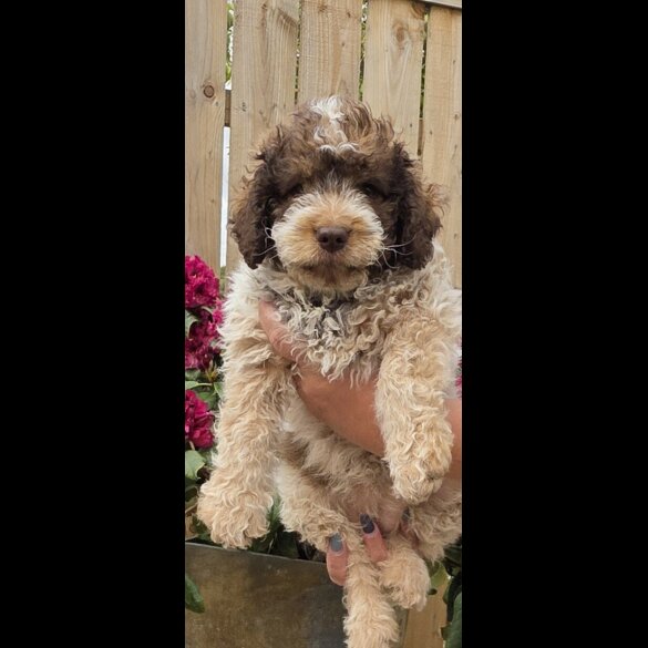 Lagotto Romagnolo - Bitches