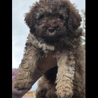 Lagotto Romagnolo - Bitches