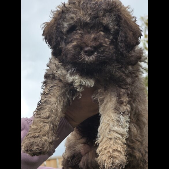Lagotto Romagnolo - Bitches
