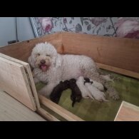 Lagotto Romagnolo - Bitches