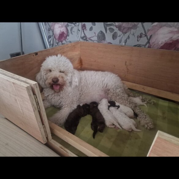 Lagotto Romagnolo - Bitches