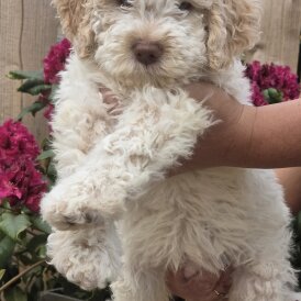 Lagotto Romagnolo - Bitches