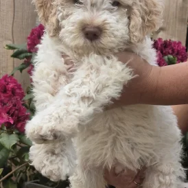 Lagotto Romagnolo - Bitches