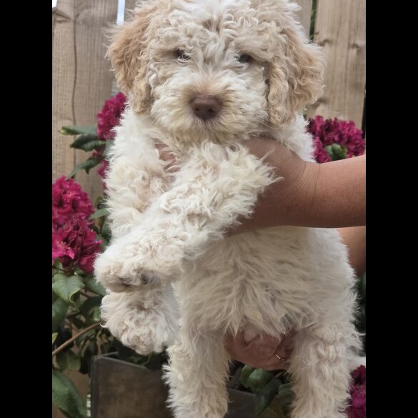 Lagotto Romagnolo - Bitches