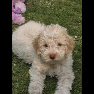 Lagotto Romagnolo - Bitches