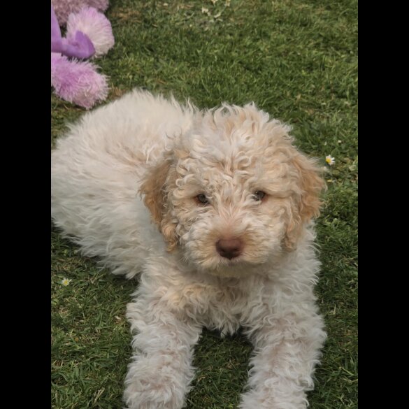 Lagotto Romagnolo - Bitches