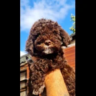 Lagotto Romagnolo - Both