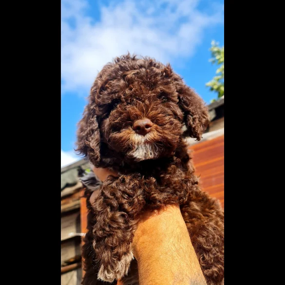 Lagotto Romagnolo - Both