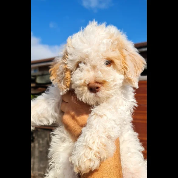 Lagotto Romagnolo - Both