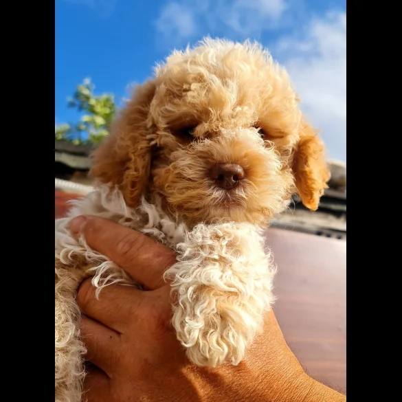 Lagotto Romagnolo - Both