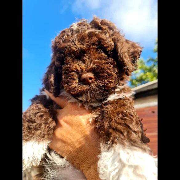 Lagotto Romagnolo - Both
