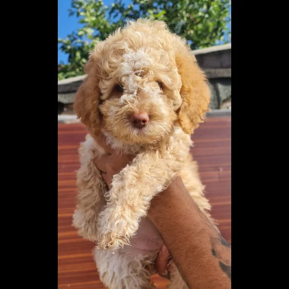Lagotto Romagnolo - Both