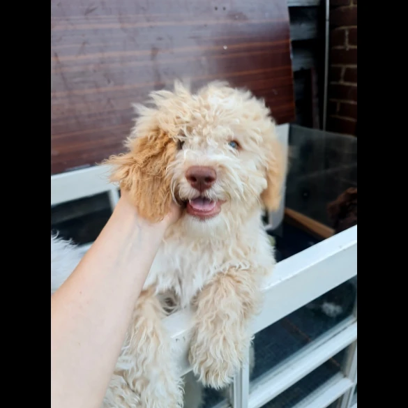 Lagotto Romagnolo - Both