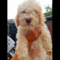 Lagotto Romagnolo - Both