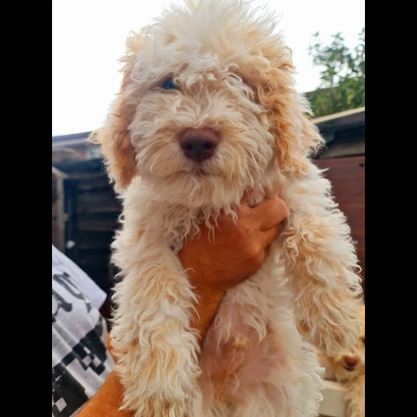 Lagotto Romagnolo - Both