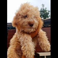 Lagotto Romagnolo - Both